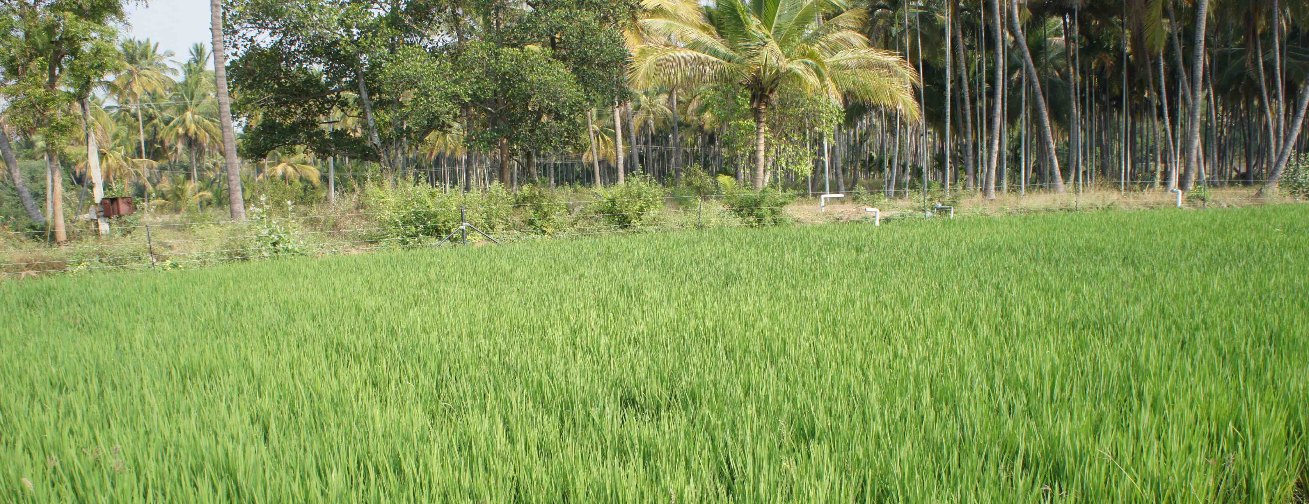 Farm vegetables