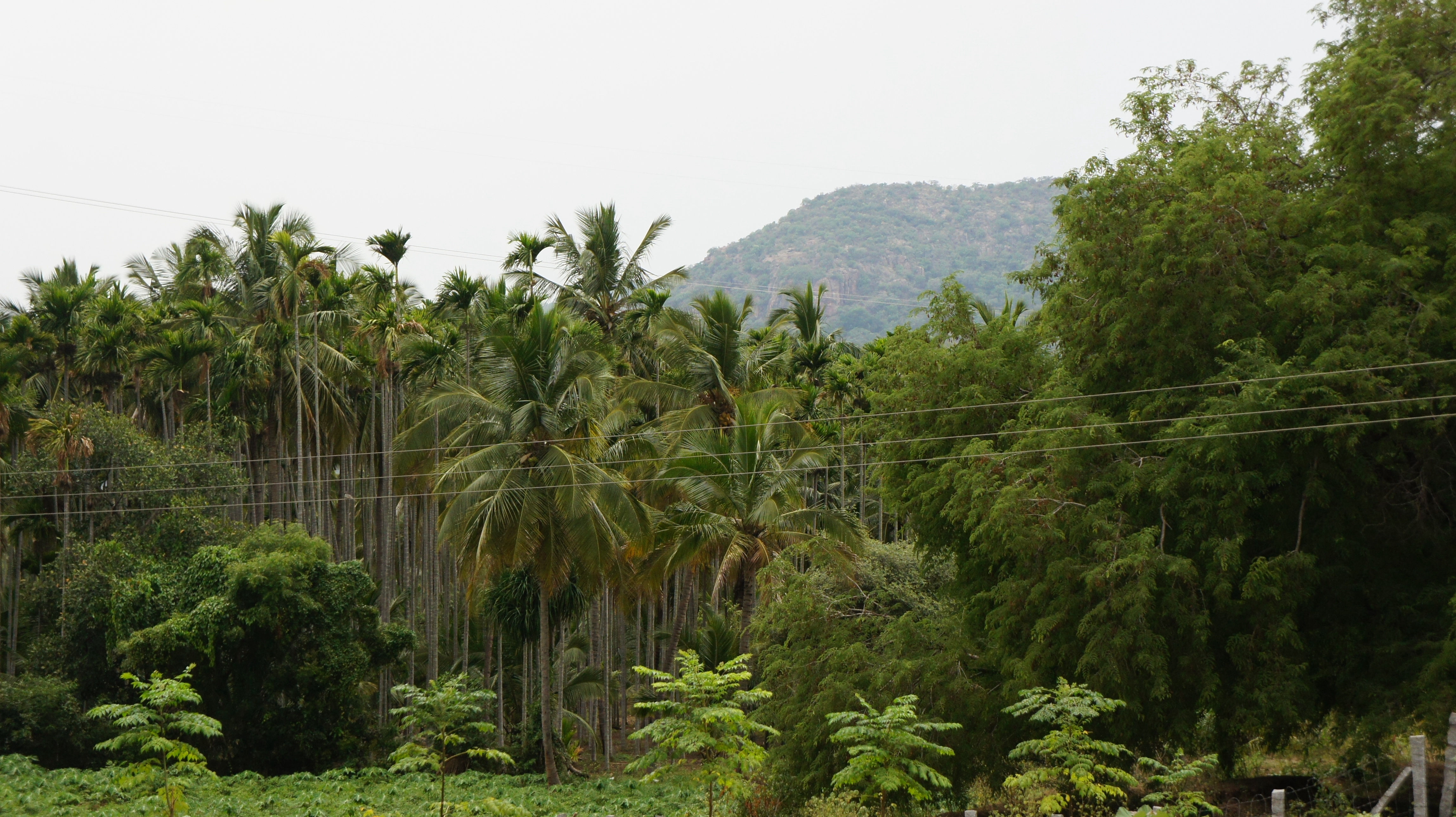 Coconut and areca grove