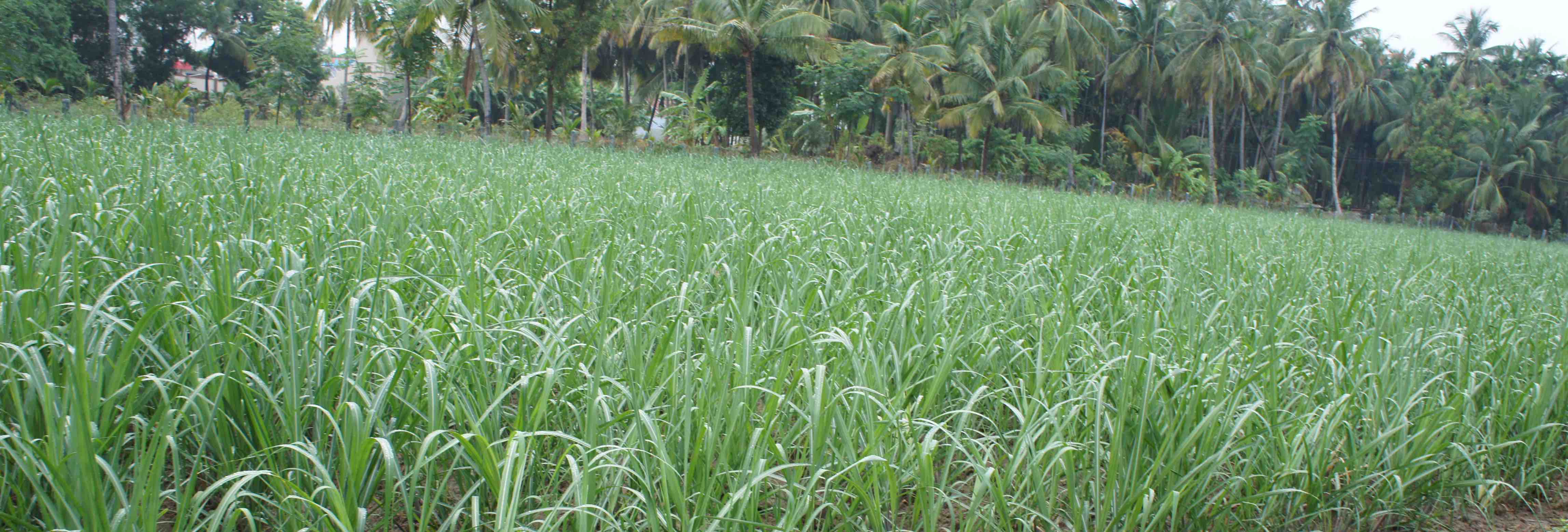 Sugar cane crop