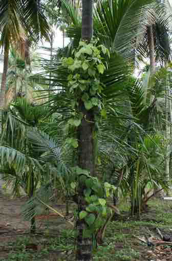 Pepper plant