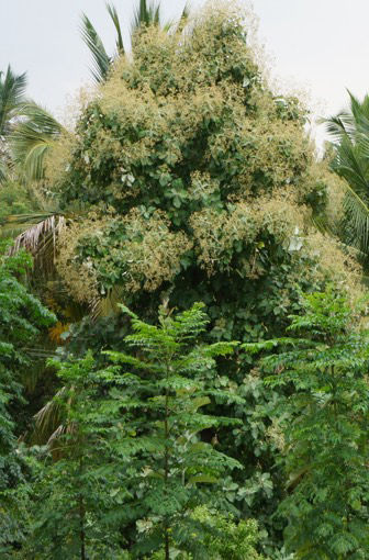 Flowering teak forest