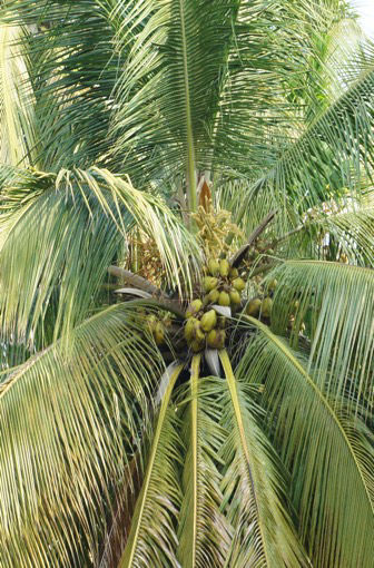 Coconut grove