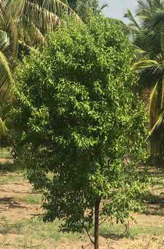 Wild sandalwood